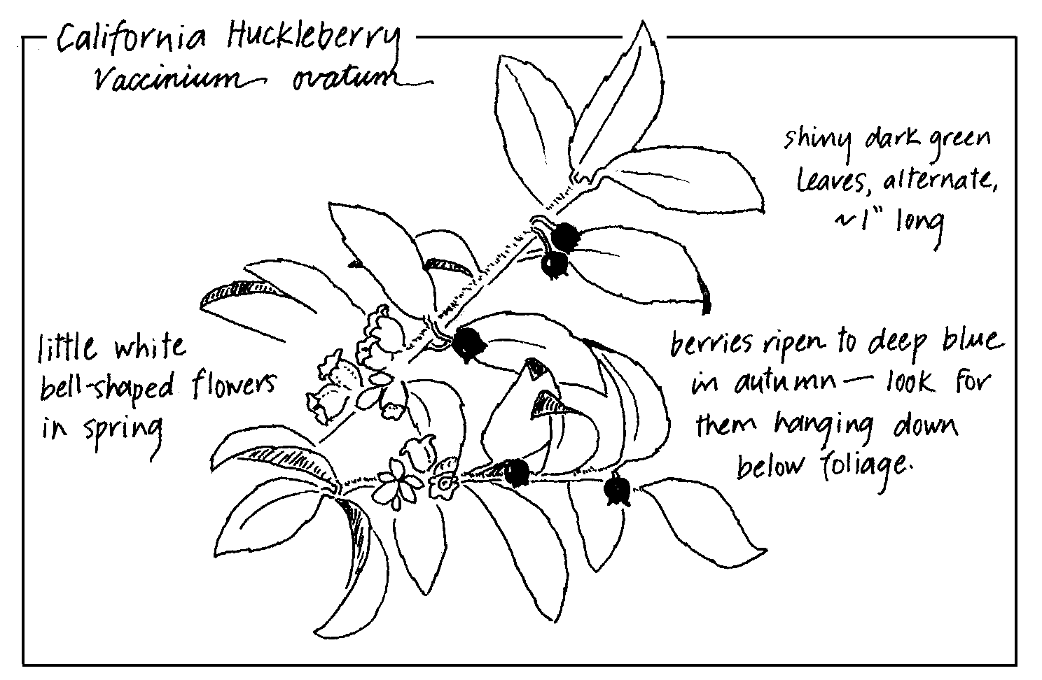 California huckleberry illustration