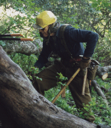 George Taylor at work on the Acorn Trail -- click for larger image [350Kb]